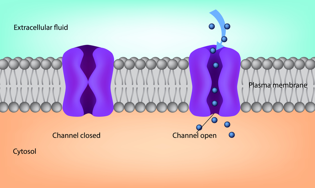 Distinct Mutations in Calcium Channel Gene May Lead to LGS, Study Suggests