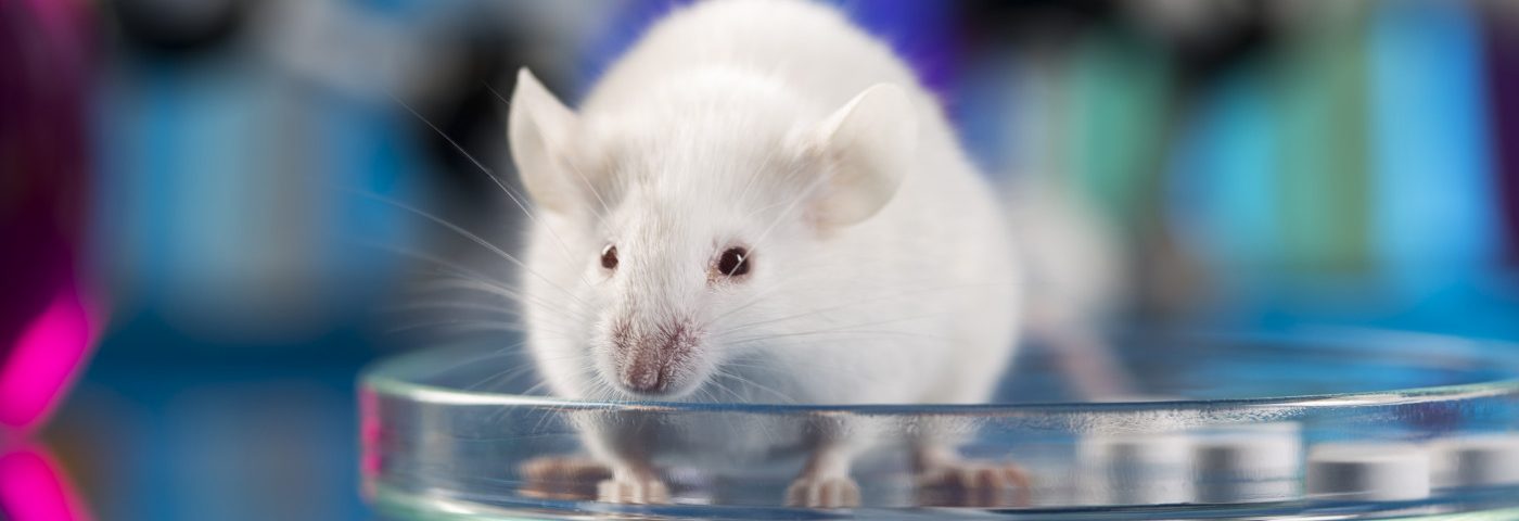 Mouse Model of LGS Created Based on Mutation Found in Patient