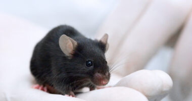 A pair of white-gloved hands are shown holding a black laboratory mouse.