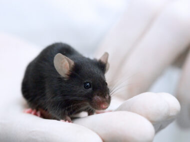 A pair of white-gloved hands are shown holding a black laboratory mouse.