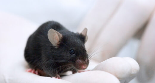 A pair of white-gloved hands are shown holding a black laboratory mouse.